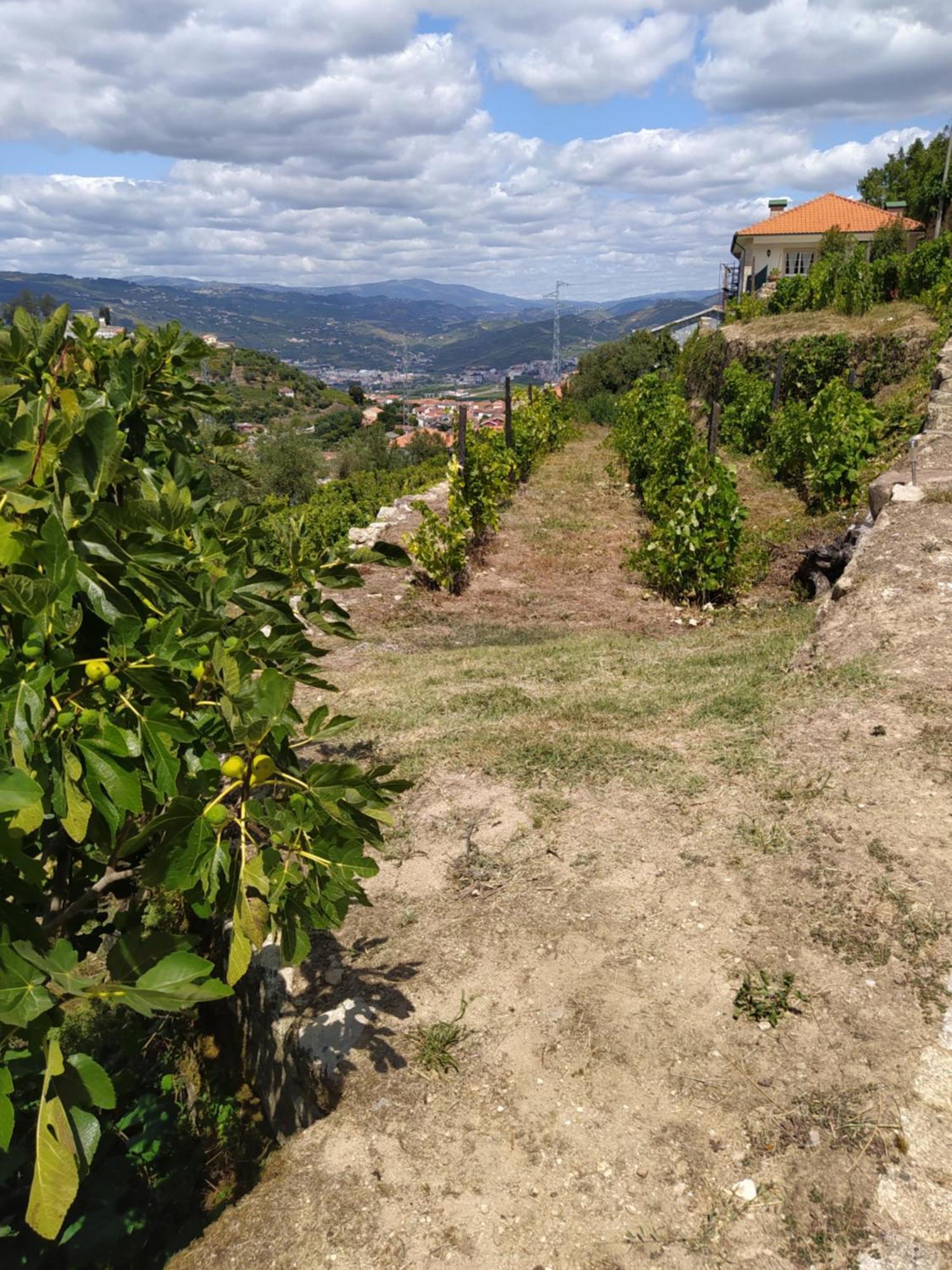 Quinta De Penelas Lamego Exterior photo